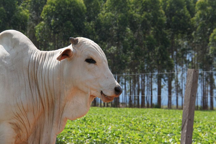 Pecuária deve individualizar tratamento dos animais, propõe presidente da MSD