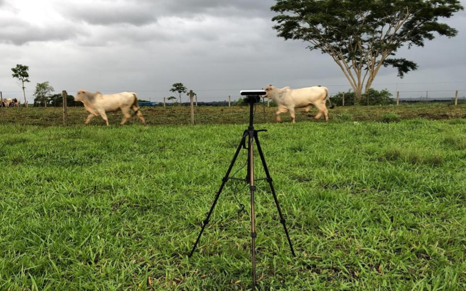 Com tecnologia inovadora, pecuarista poderá pesar o rebanho sem deslocar o gado até a balança