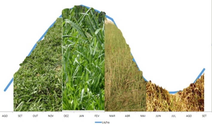 Saiba como ajustar o calendário reprodutivo de sua fazenda com a oferta de capim