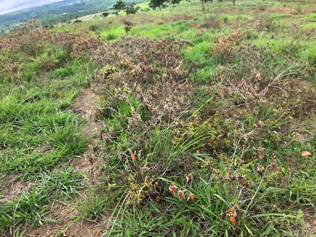 Pecuarista da Bahia ganha reforço para limpeza de pastagens infestadas com araçá e carrasco