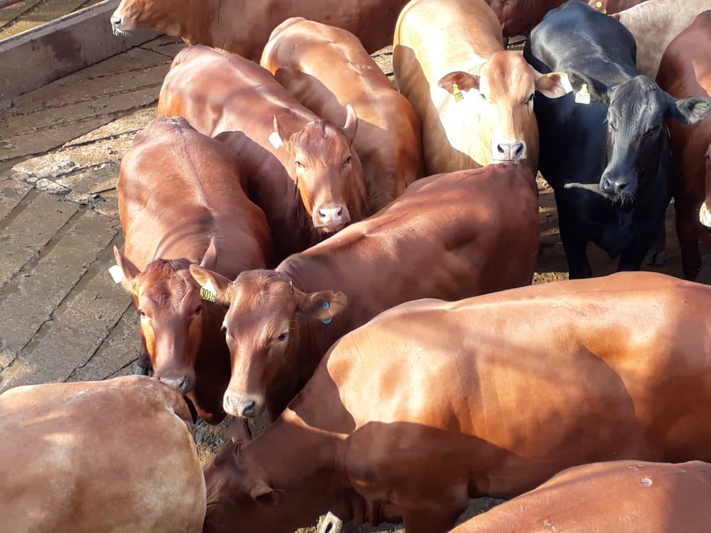 Pecuaristas do Vale do Araguaia em Goiás ganham opção para abater animais no Protocolo 1953