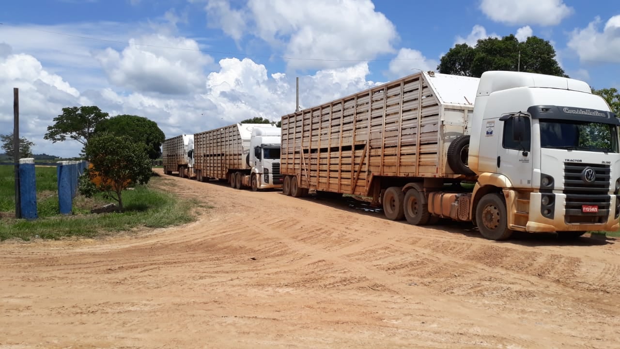 Trabalho integrado ameniza dificuldades com embarque do gado gordo entre Juara e Juína