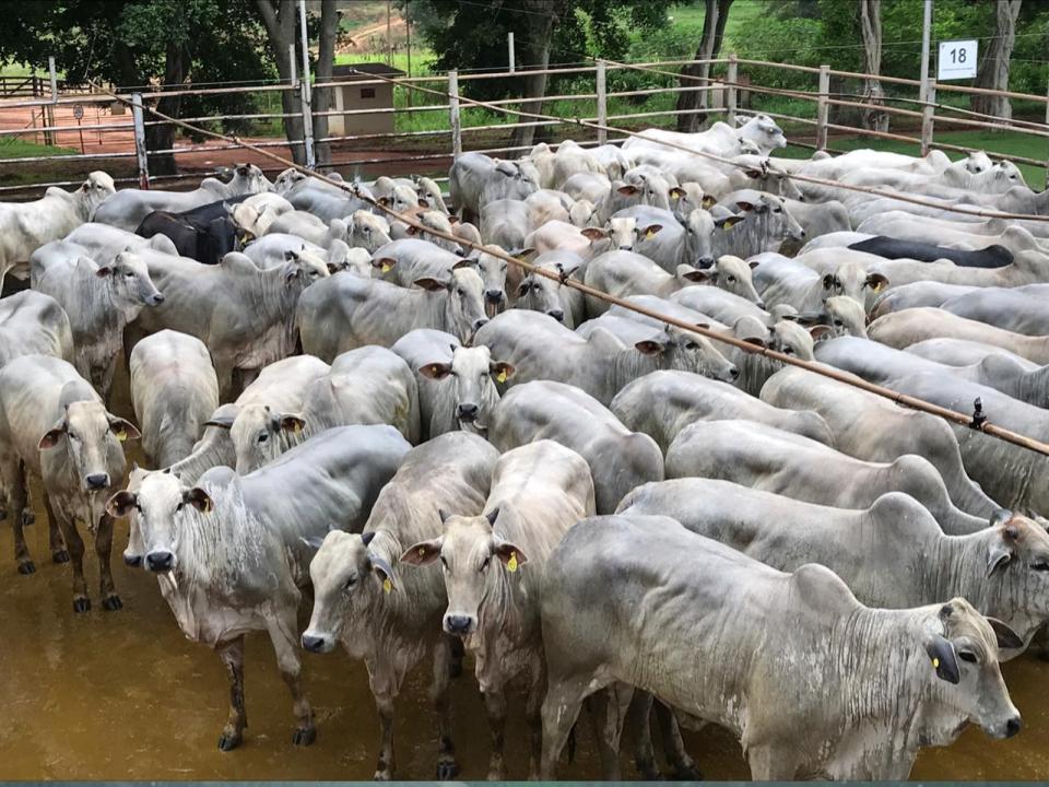 Confira as fazendas em destaque do dia 15 de Março de 2019