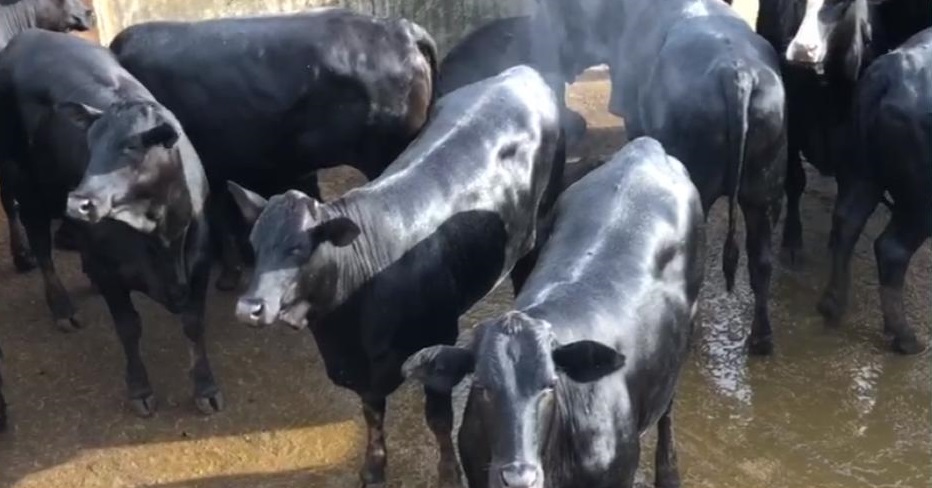 Novilhas meio-sangue Angus de fazenda no MT levam votação para melhor lote de março