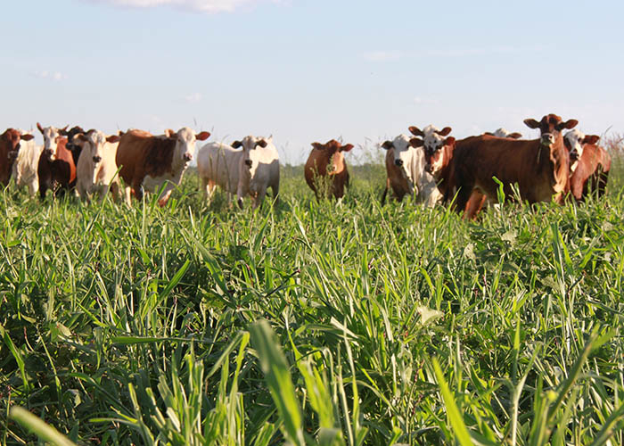 Consórcio aumenta em até 2% teor de proteína bruta da pastagem