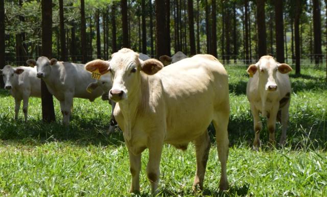 Piquete sombreado em área de integração favorece infestação de parasitas?