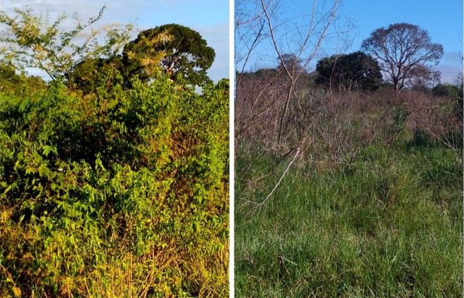 Pecuária colombiana é exemplo para o Brasil no combate às plantas daninhas