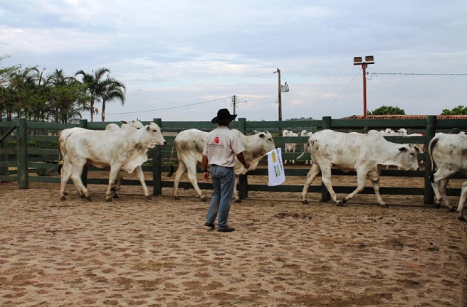 Veja dicas de como manter o bem-estar dos animais na entrada do confinamento