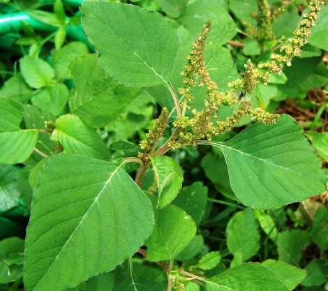 Palmer Amaranth - Amaranthus palmeri, Amaranth Family