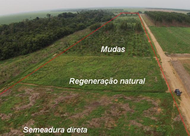 Transforme sua reserva legal em "poupança verde" com as dicas deste pesquisador da Embrapa