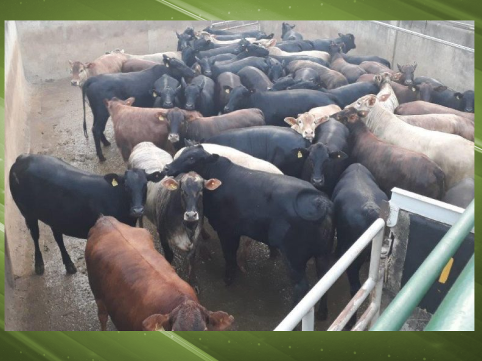 Fazenda Bacuri, de Arenápolis, MT, vence com novilhas 100% farol verde