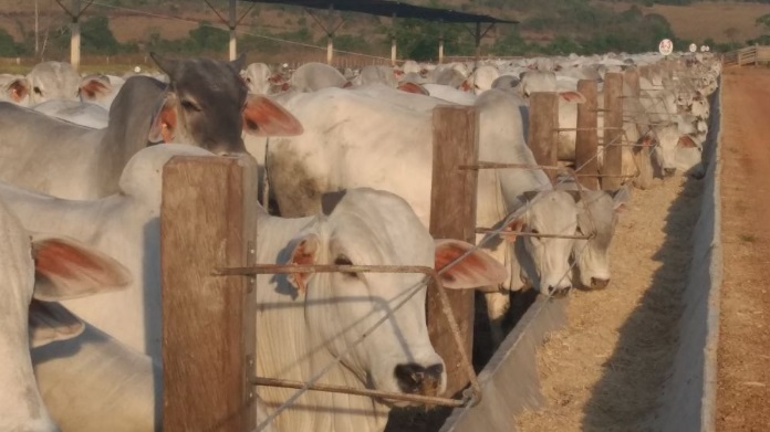 "Boi ladrão" pode consumir o equivalente a cinco animais; saiba como apartar lotes para o confinamento