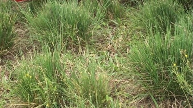 Infestação da planta daninha, o capim Annoni, em áreas de pasto na região Sul. Foto: Divulgação