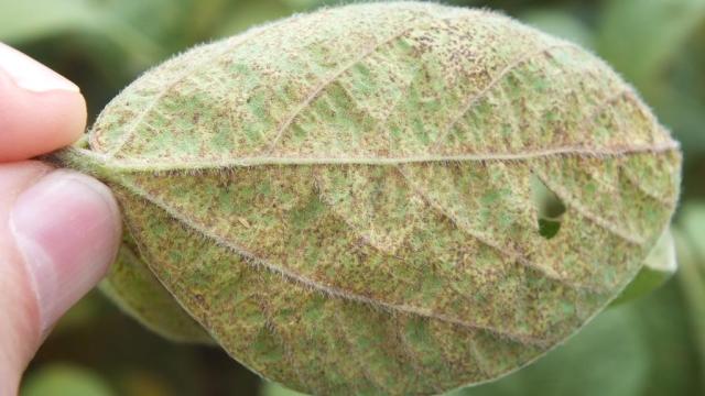 Embrapa faz mapeamento de doenças da soja causadas por fungos