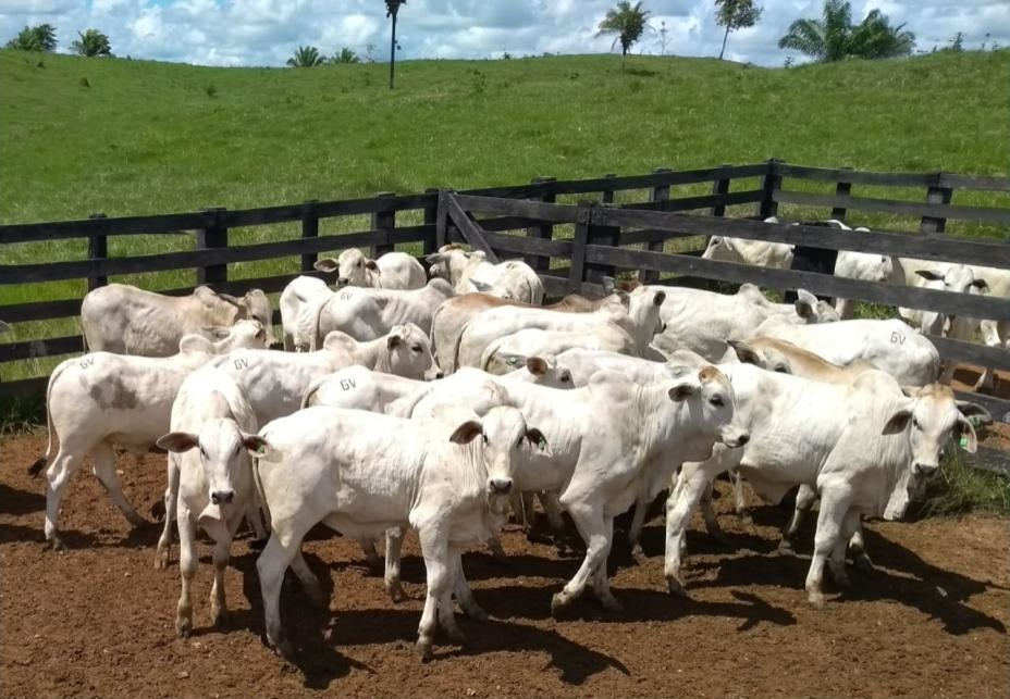 Fazenda em Rondônia alcança 96% de taxa de prenhez com IATF e ressincronização