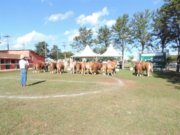 Julgamento interativo é atração na 27ª Exposição Nacional do Simental e Simbrasil