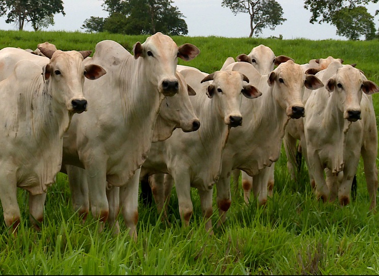 Produção brasileira de carne bovina vai servir de modelo para o mundo, afirma diretor da ACNB