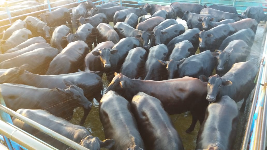 Protocolos premiam pecuaristas e sinalizam preferências do mercado por carne de animais jovens