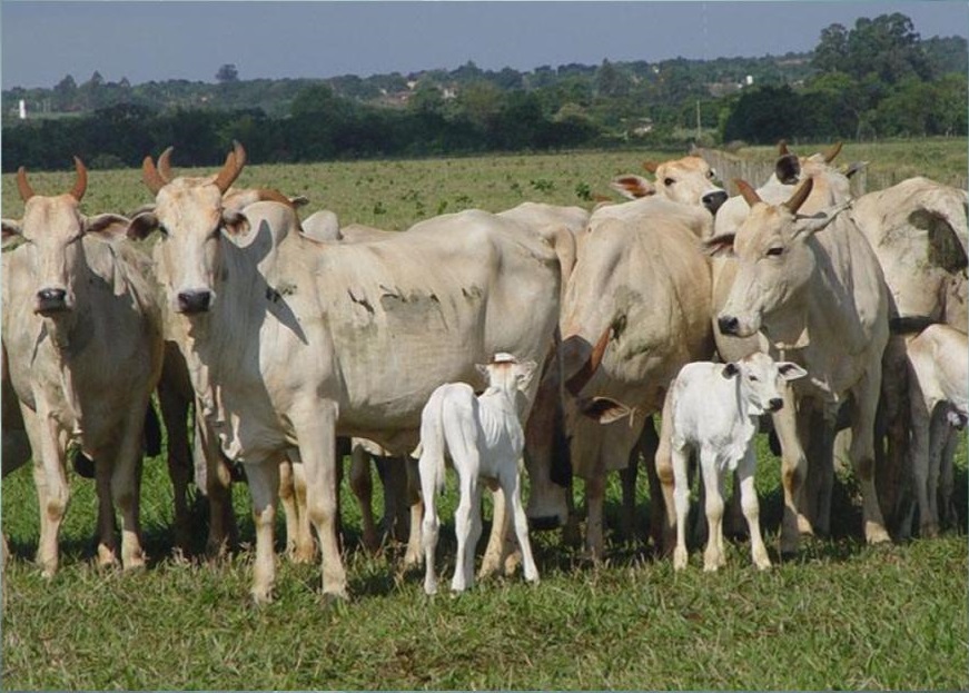 Fazendas do Pantanal podem aumentar taxa de prenhez em mais de 20% por meio da desmama precoce; saiba como