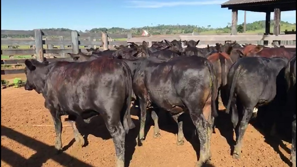 É aconselhável castrar bezerros Angus aos seis meses de idade?