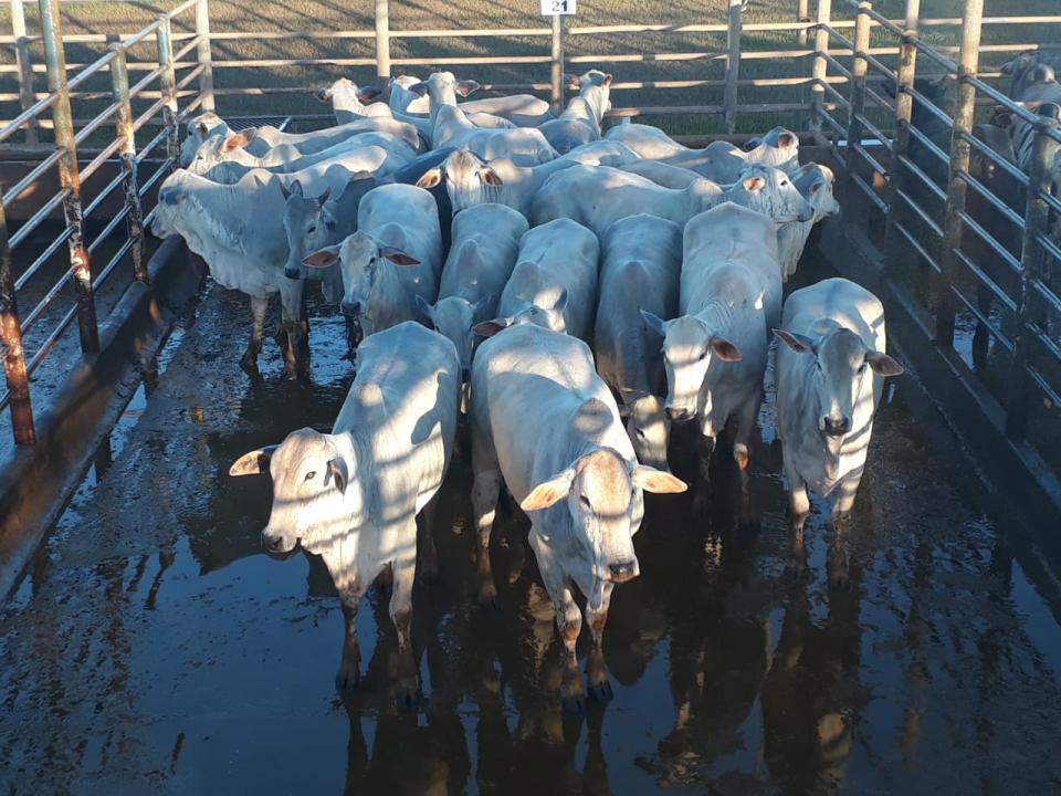 Fazenda em MG vence eleição da semana e forma o páreo pelo melhor lote de maio