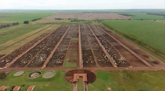 Com temporada propícia para o confinamento, pecuaristas buscam alternativas para engorda