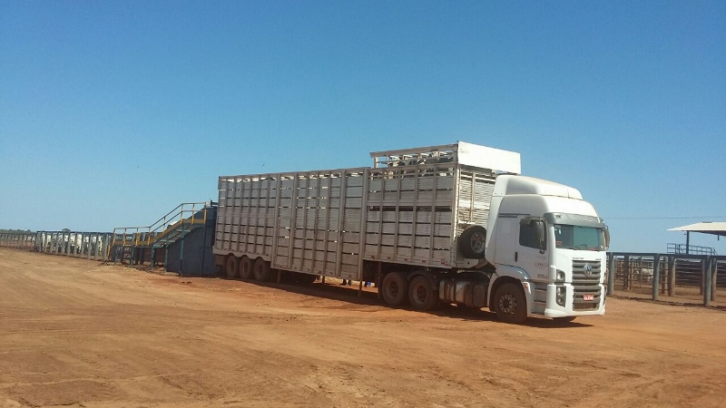 Com planejamento, pecuarista economiza até 40% no frete do gado magro