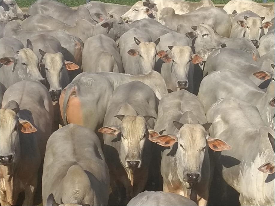 Mais de 500 animais participam da 6ª etapa do Circuito Nelore em Rio Branco-AC