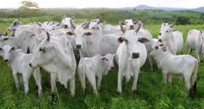 80% dos pecuaristas de MT possuem rebanho menor que 300 cabeças