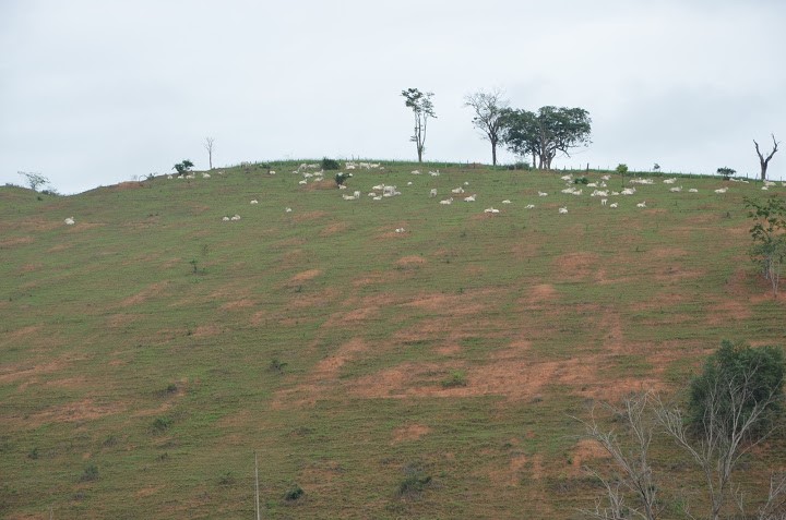 Pesquisador orienta pecuarista sobre produtividade de pasto em região alta, fria e íngreme