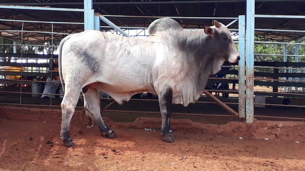 Programa que populariza acesso a touros provados muda a vida de pequenos pecuaristas