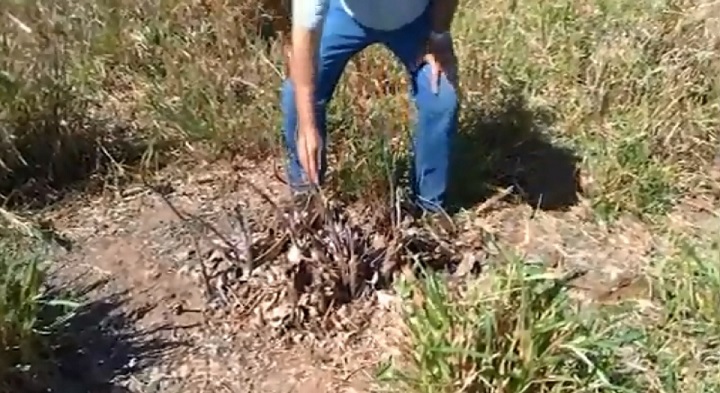 Como eliminar de vez a sapucaia, planta daninha comum no Cerrado?