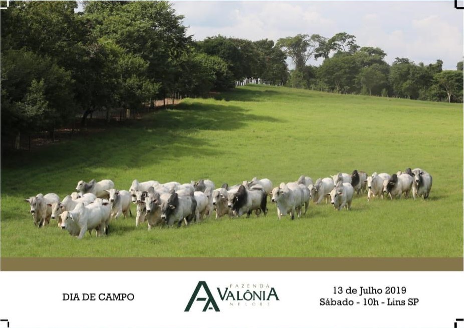 Fazenda Valônia realiza dia de campo no próximo dia 13/07