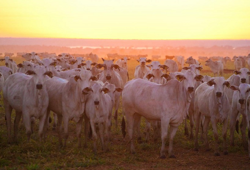 Dia de campo no MT destaca a potência agroambiental brasileira