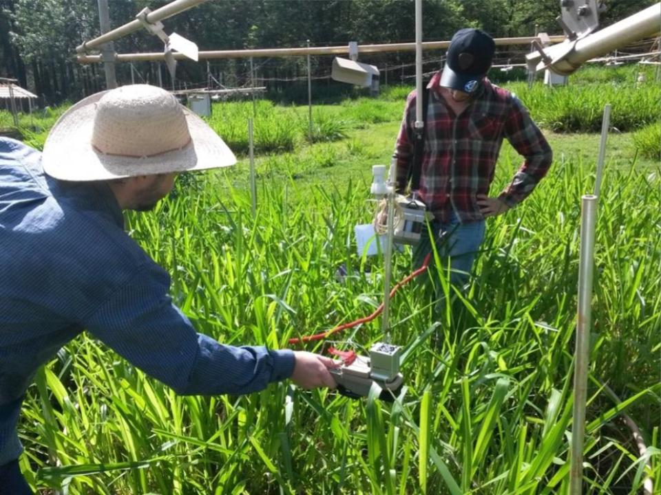 Pesquisa identifica impactos de elevação da temperatura na qualidade das pastagens