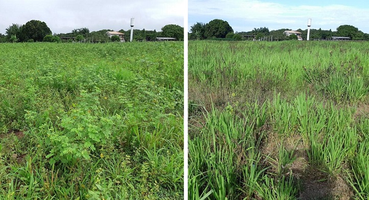 Atrasar o combate a plantas daninhas aumenta custo do pecuarista