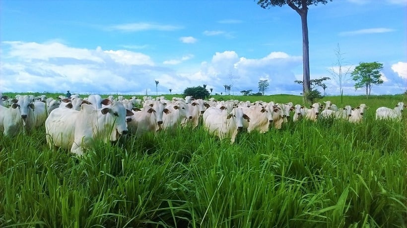 Genética, ambiente e disponibilidade de forragem pavimentam caminho para o sucesso do manejo nutricional