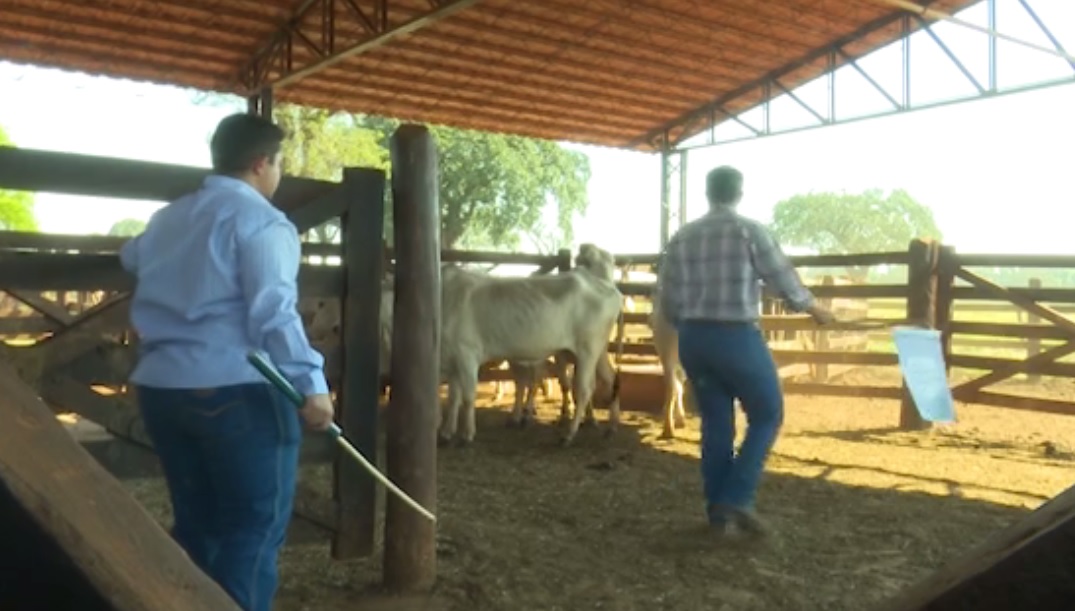 Embrapa alerta: pecuarista precisa fechar a porteira para a tuberculose bovina