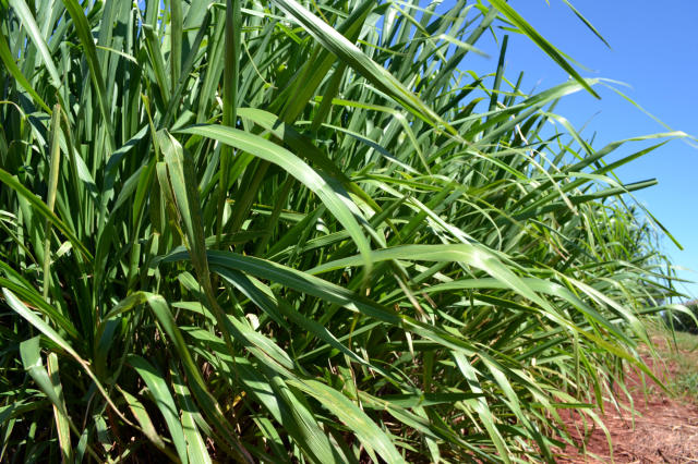 Agrônomo responde dúvidas de pecuarista sobre manejo de capim Mombaça no Pará