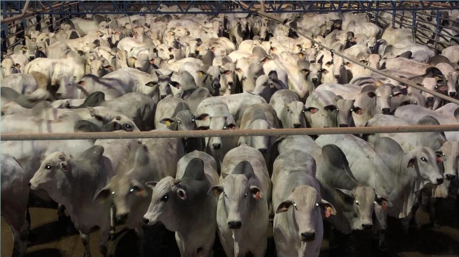 Etapa do Circuito Nelore de Qualidade reúne 1.400 animais em Barra do Garças-MT