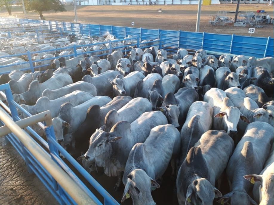 1.200 animais participam da etapa de Mozarlândia-GO do Circuito Nelore 2019