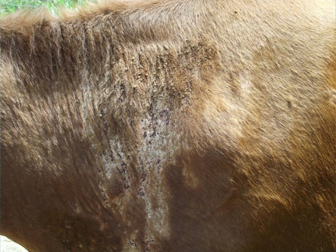 Como descobrir o carrapaticida ideal para usar em minha fazenda?