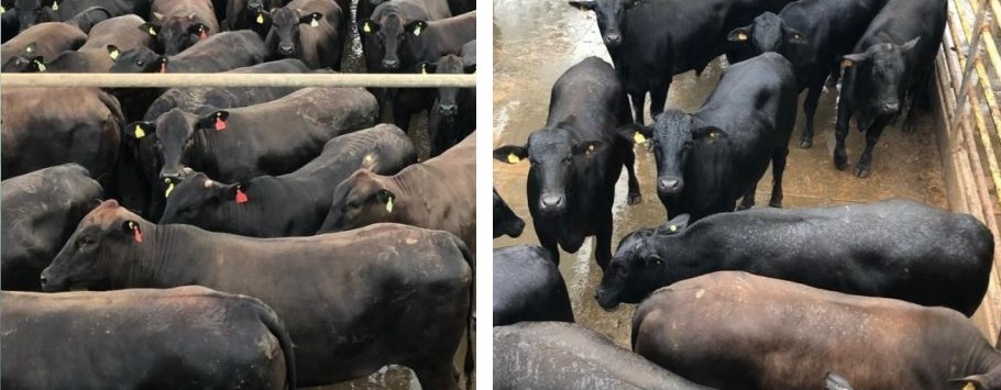 Lotes abatidos no Protocolo 1953 se classificam para votação do melhor de agosto