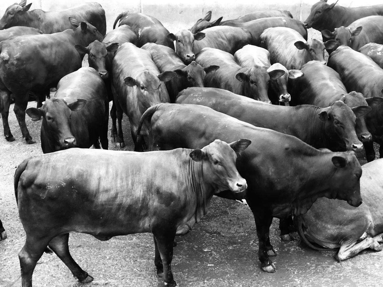 Protocolo 1953 remunera novilhas com preço de boi e bônus pode chegar a R$ 20/@