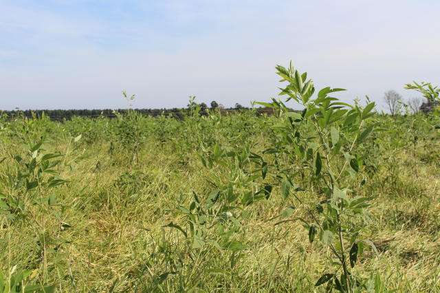 Três benefícios do consórcio entre braquiária e feijão guandu