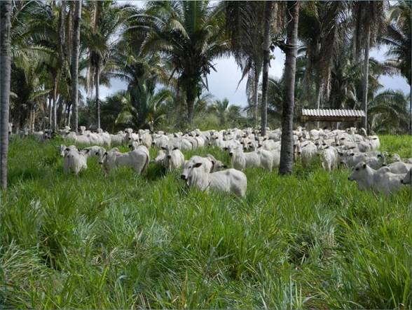 19º Dia de Campo da Fazenda Igarapé acontece no próximo sábado, 28