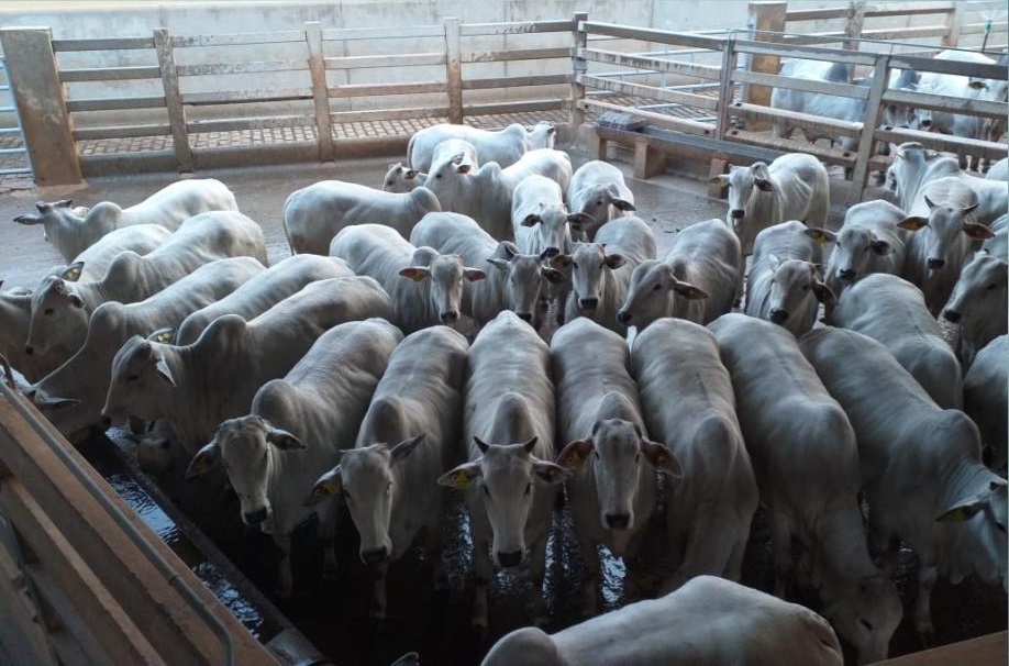 Giro do Dia: novilhas da Agropecuária CFM gabaritam Farol da Qualidade