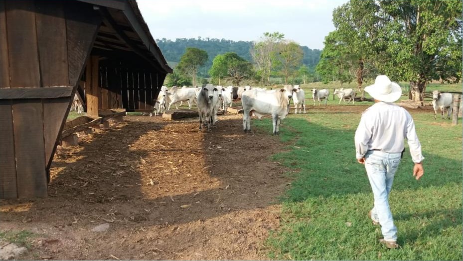 Pecuarista de 70 anos usa carriola para tratar bois no cocho; animais pesaram em média 20@