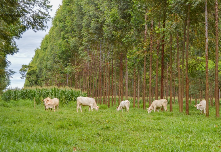 Animal que passa por estresse pode transmitir reatividade à progênie