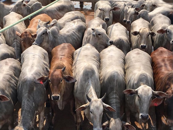 Confira a fazenda em destaque do dia 18 de outubro de 2019